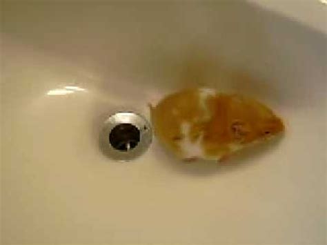 pisshamster|piss videos .